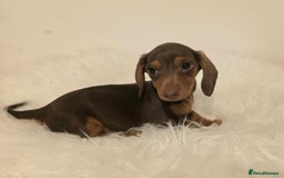 Miniature Dachshund dogs for sale: REDUCED LITTER KC REG mini Daxi  - Image 15