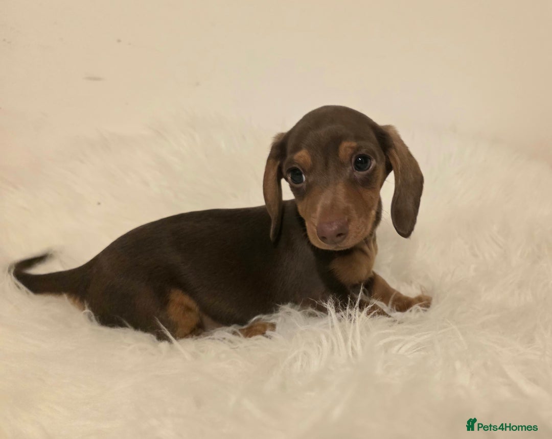 Miniature Dachshund dogs for sale: REDUCED LITTER KC REG mini Daxi  - Image 15