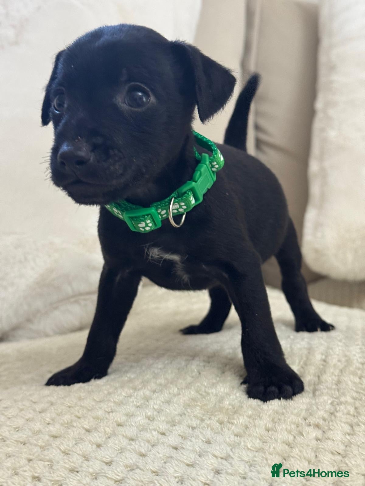 Patterdale Terrier dogs Last male smooth coat  - Advert 1