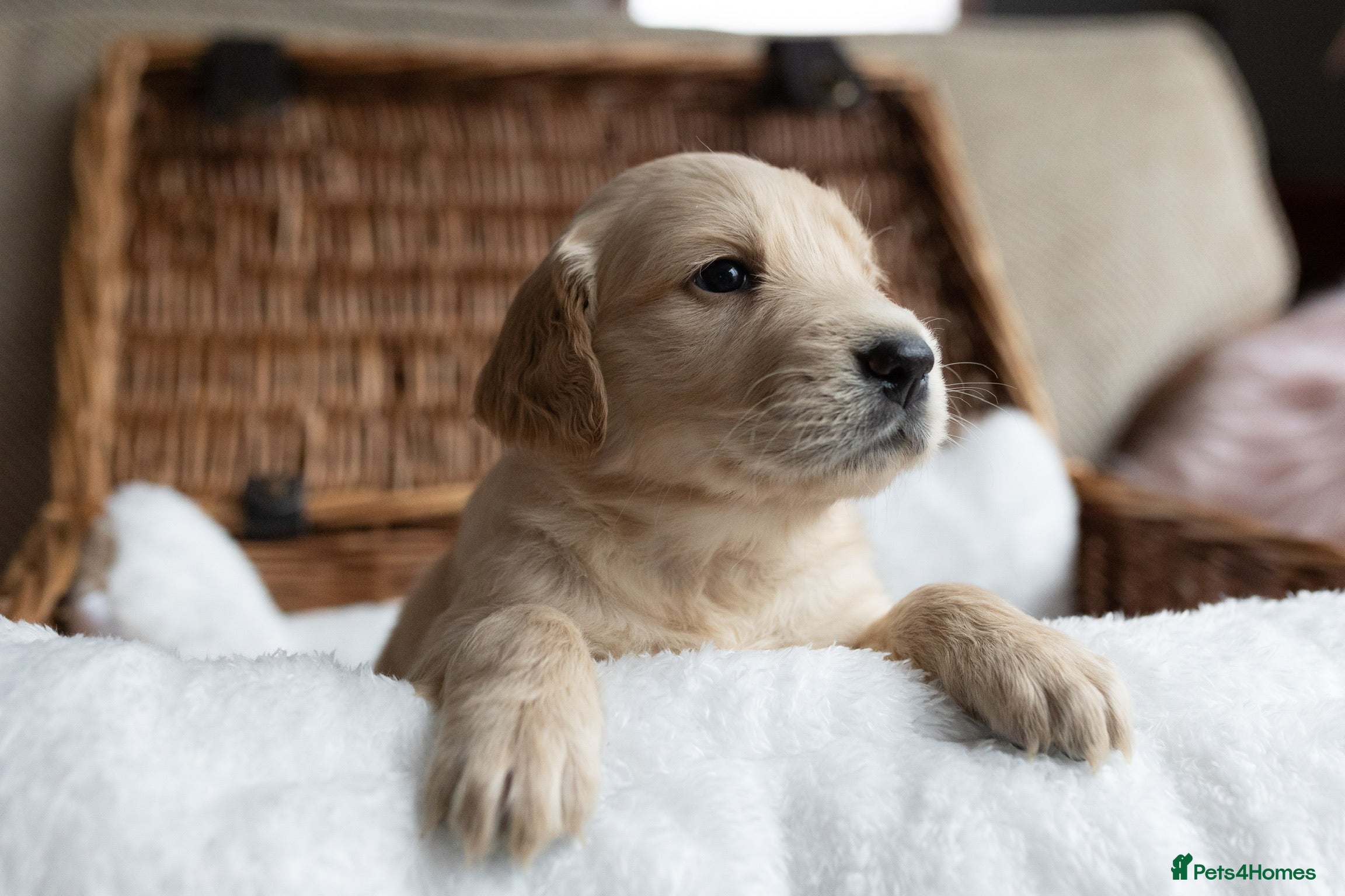 Mixed Breed dogs Mini Golden retriever ( Dakota sport retriever) - Advert 4