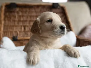 Mixed Breed dogs Mini Golden retriever ( Dakota sport retriever) - Advert 1