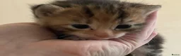 Mixed Breed cats for sale: Beautiful kittens looking for new homes ❤️  in Bootle - Advert 6