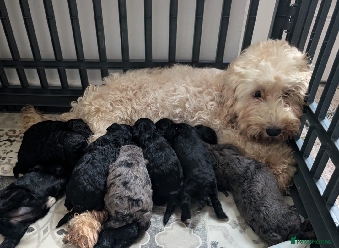 Cavapoochon dogs for sale: Rare Cavapoochons Home Raised PRA clear - Advert 9