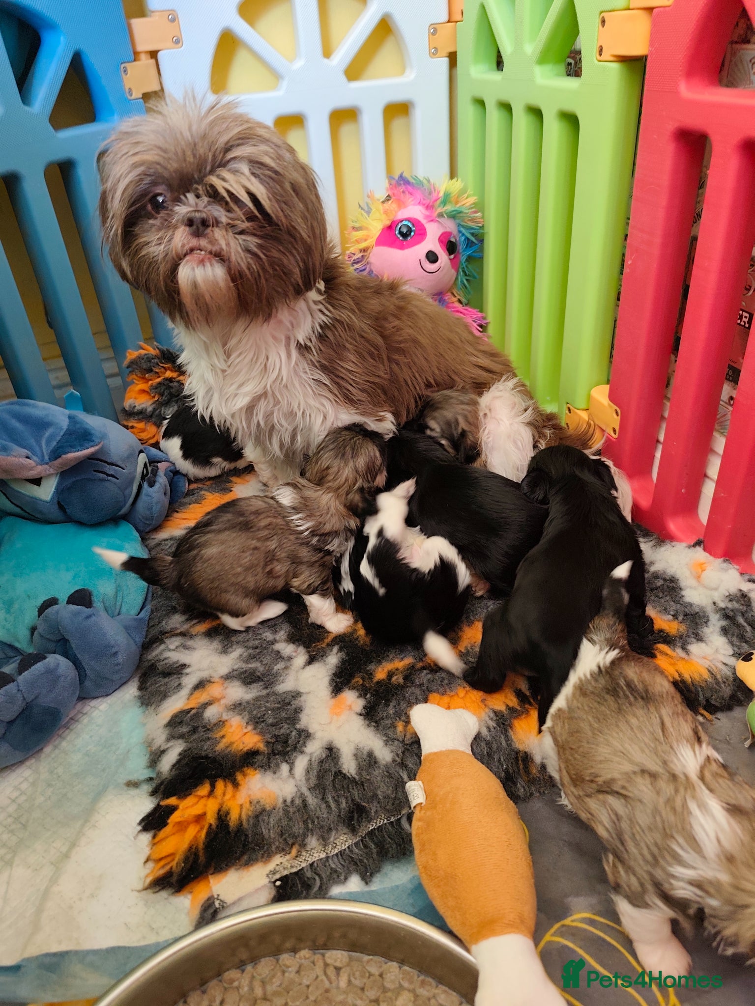 Shih Tzu dogs Shih tzu puppies rainbow liter - Advert 1