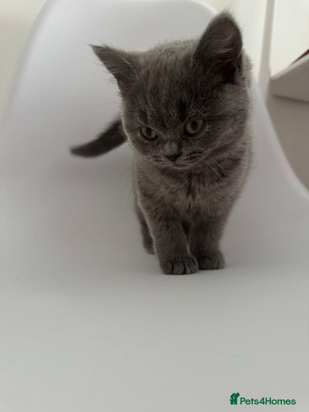 British Longhair cats for sale: Lovely kittens - Advert 4