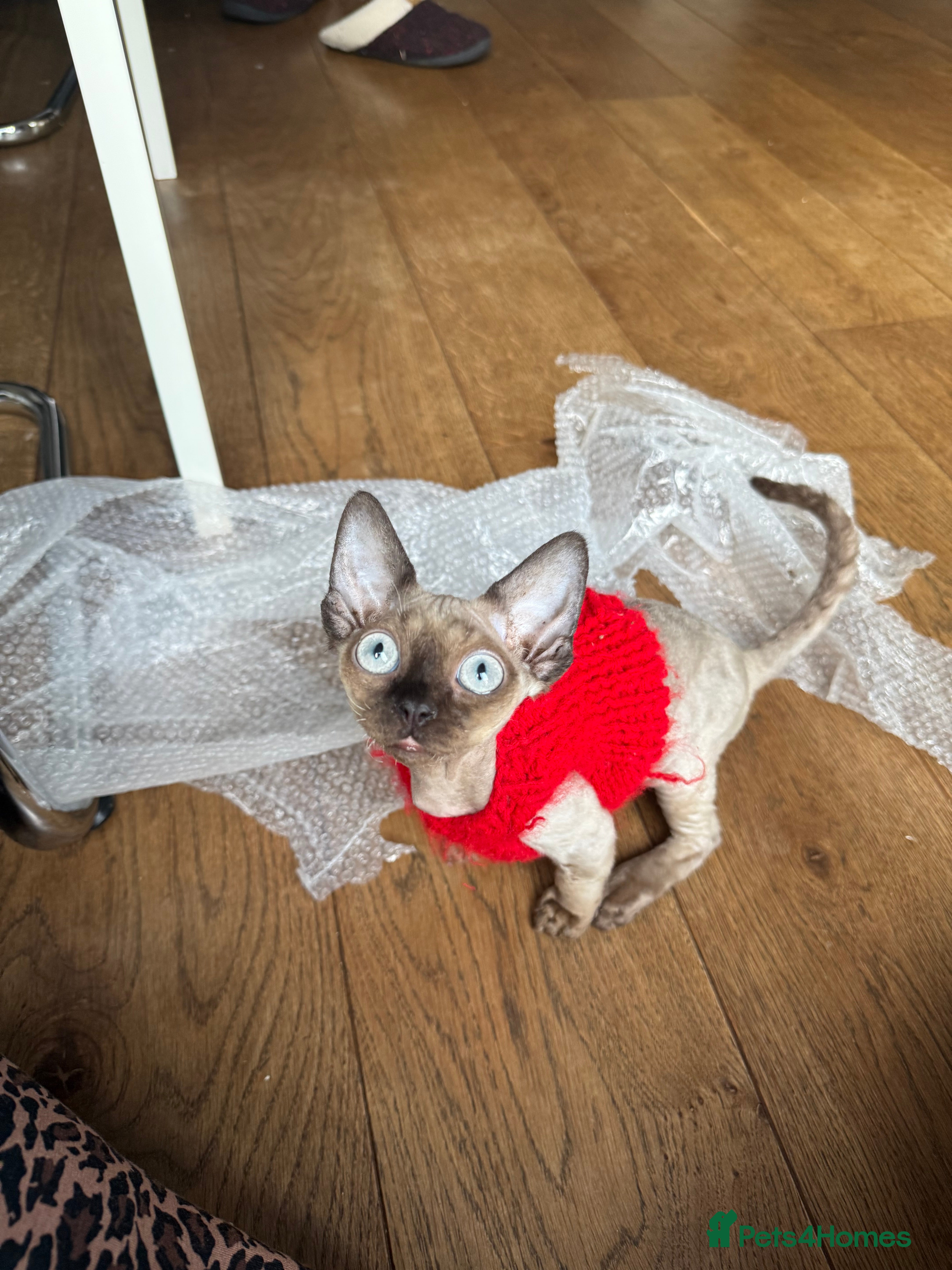 Devon Rex cats Active girl ready to go GCCF - Advert 1