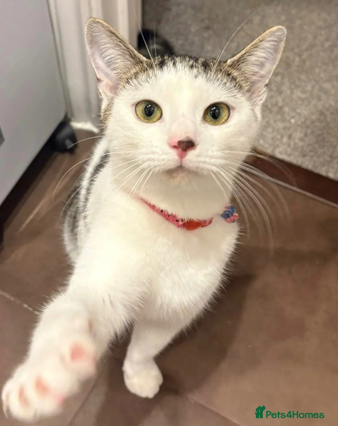 Domestic Shorthair cats for adoption: Meet Willow - A sweet girl looking for her forever - Advert 1