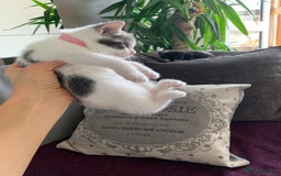 British Shorthair cats for sale: Gorgeous Kittens  - Image 21