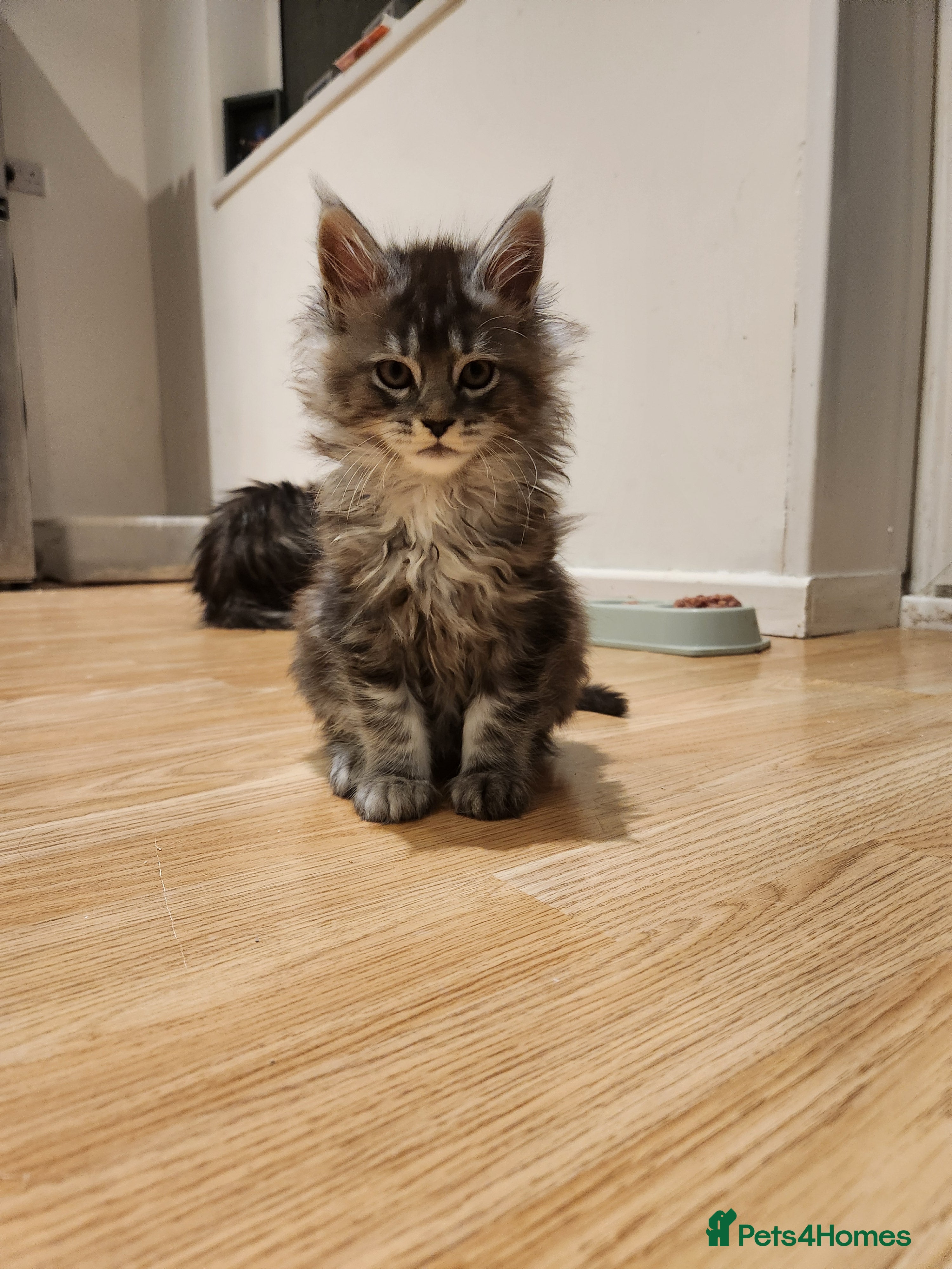 Maine Coon cats Pure Maine coon kittens 1 femal only left - Advert 4