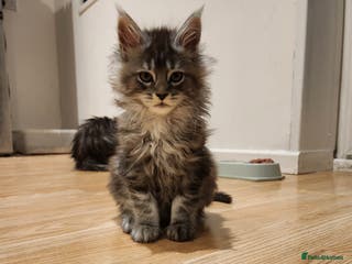 Maine Coon cats Pure Maine coon kittens 1 femal only left - Advert 4