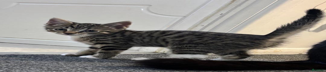 Mixed Breed Kitten 1