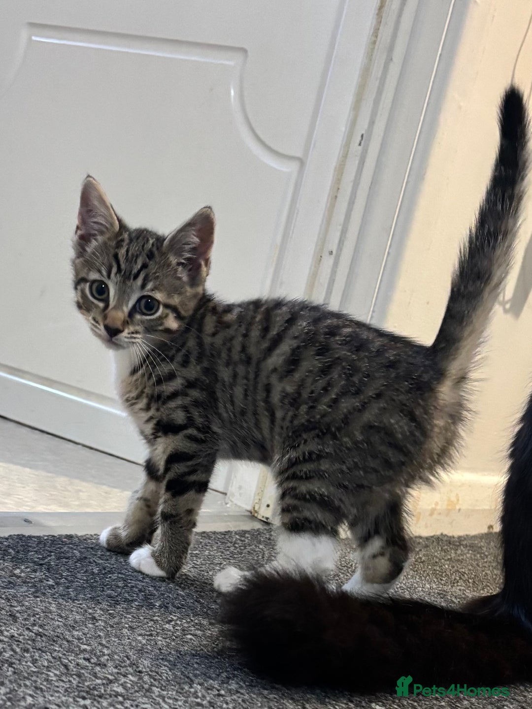 Mixed Breed cats for sale: Beautiful Minnie - Image 1