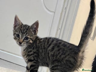 Mixed Breed cats - Advert 34