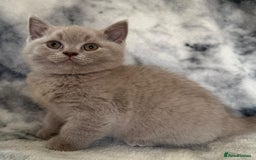 Scottish Fold cats for sale: 🐾 Scottish Fold Kittens – Sweet, Rare & Ready Now - Image 31