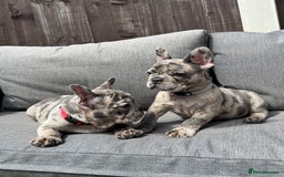 French Bulldog dogs for sale: French Bulldog Puppies–4 Girls & 2 Boys READY NOW  in Walton-on-Thames - Image 35