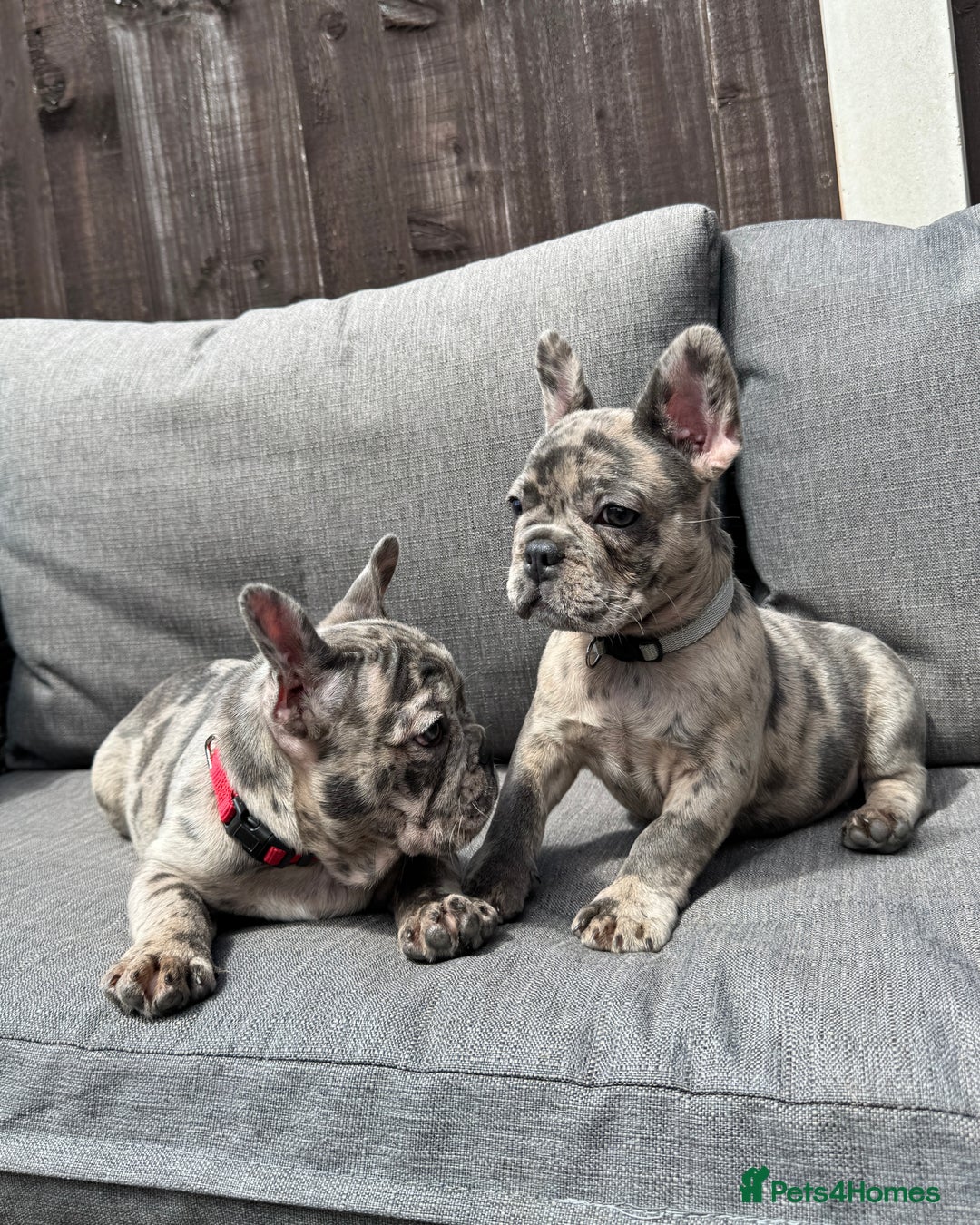 French Bulldog dogs for sale: French Bulldog Puppies–4 Girls & 2 Boys READY NOW  in Walton-on-Thames - Image 35