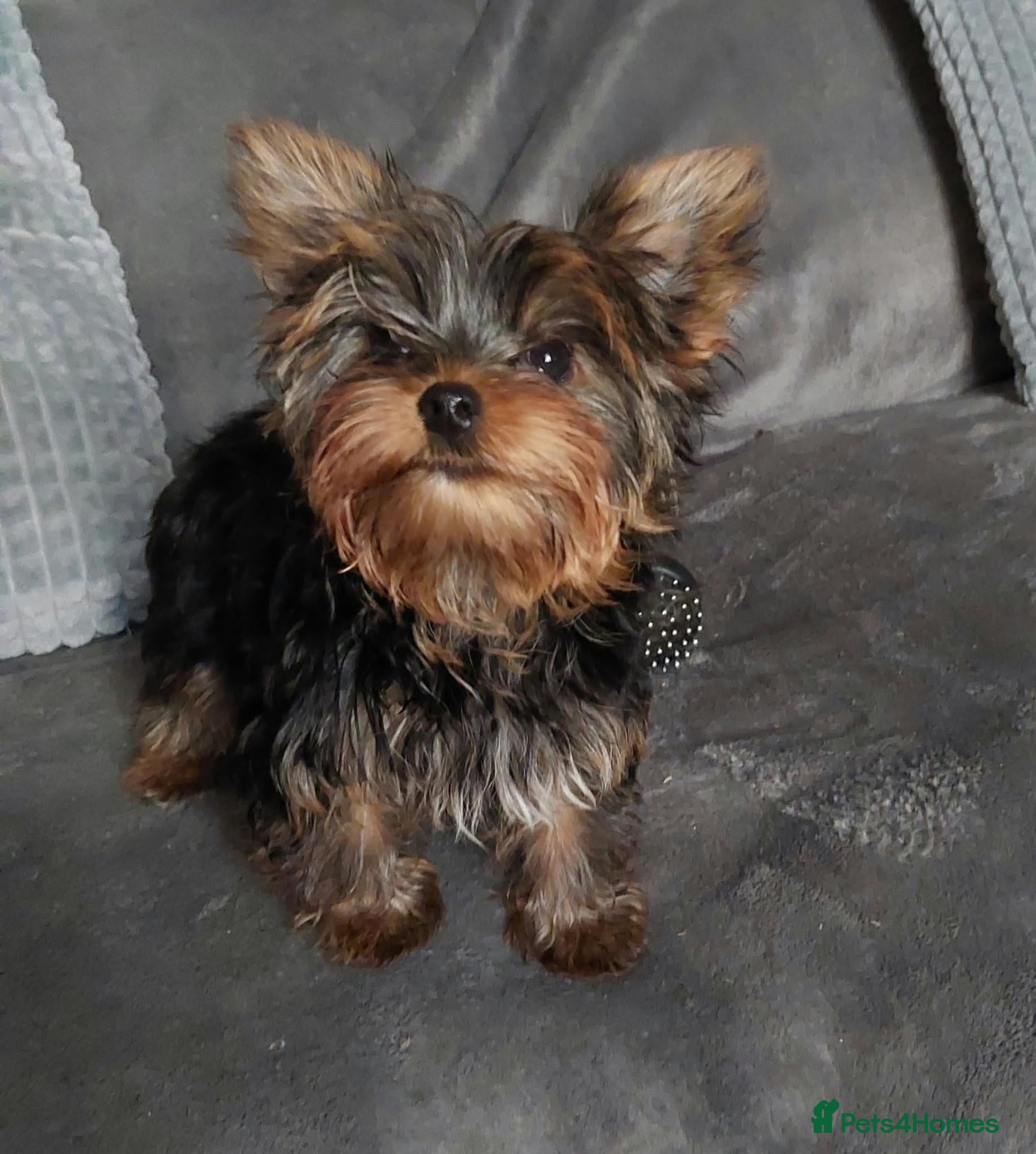 Yorkshire Terrier dogs Two K.C Yorkshire terrier boys champion bloodlines - Advert 1