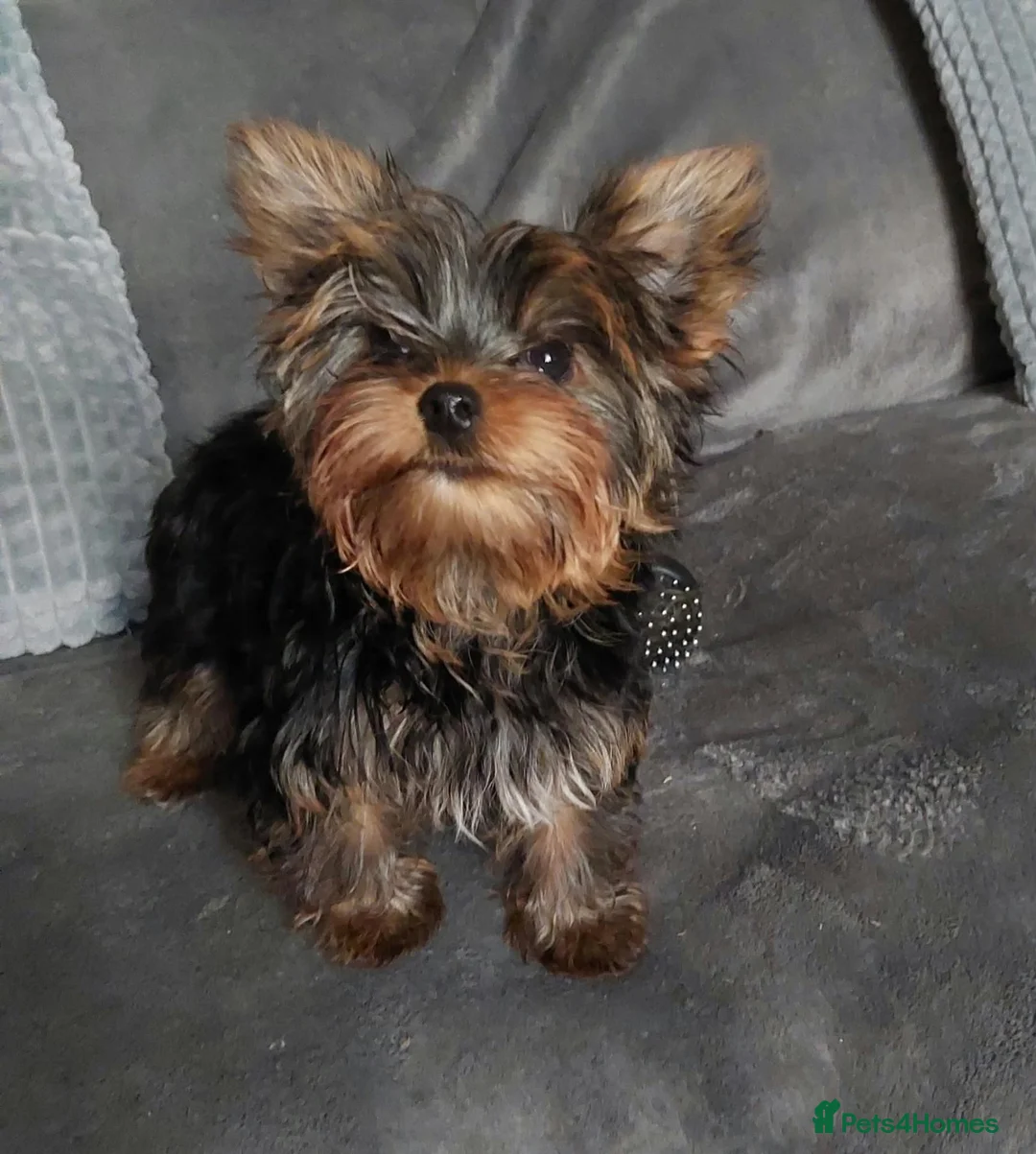 Yorkshire Terrier dogs for sale: Two K.C Yorkshire terrier boys champion bloodlines - Advert 1