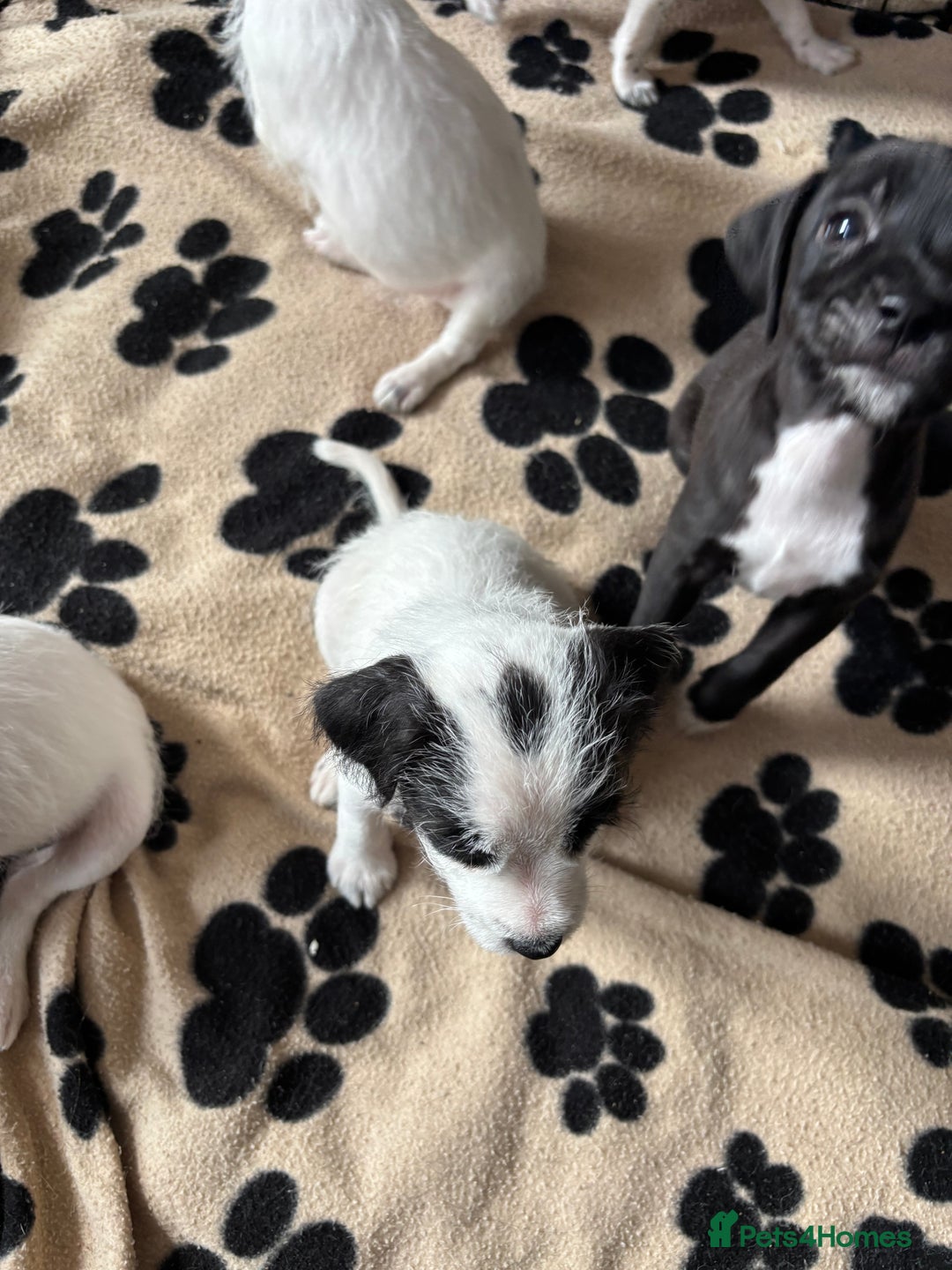 Mixed Breed dogs for sale: Border terrier x Patterdale terrier   - Image 23