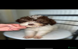 Shihpoo dogs for sale: Shihpoos  - Image 17