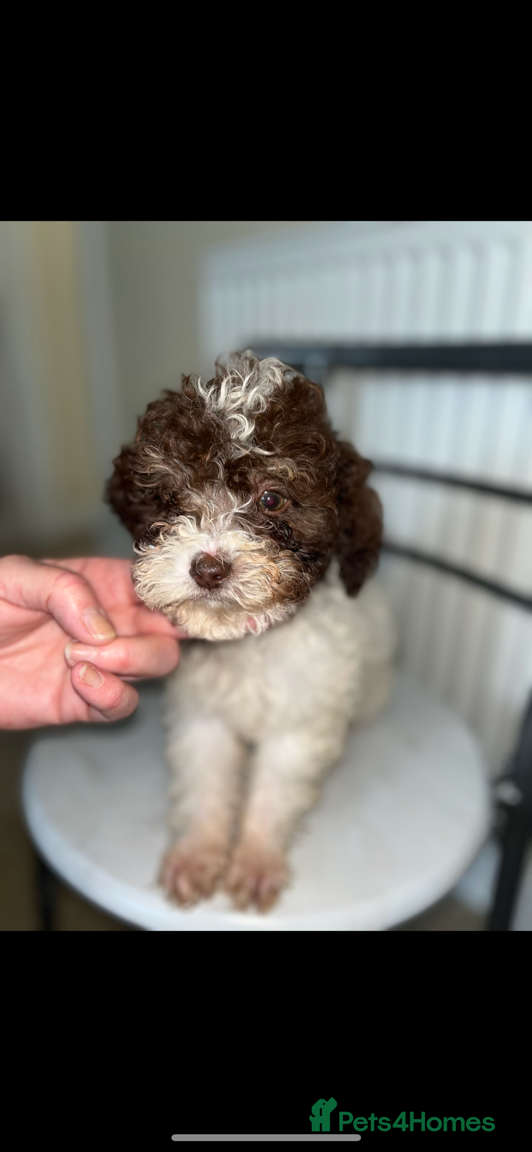 Shihpoo dogs for sale: Shihpoos  - Image 17