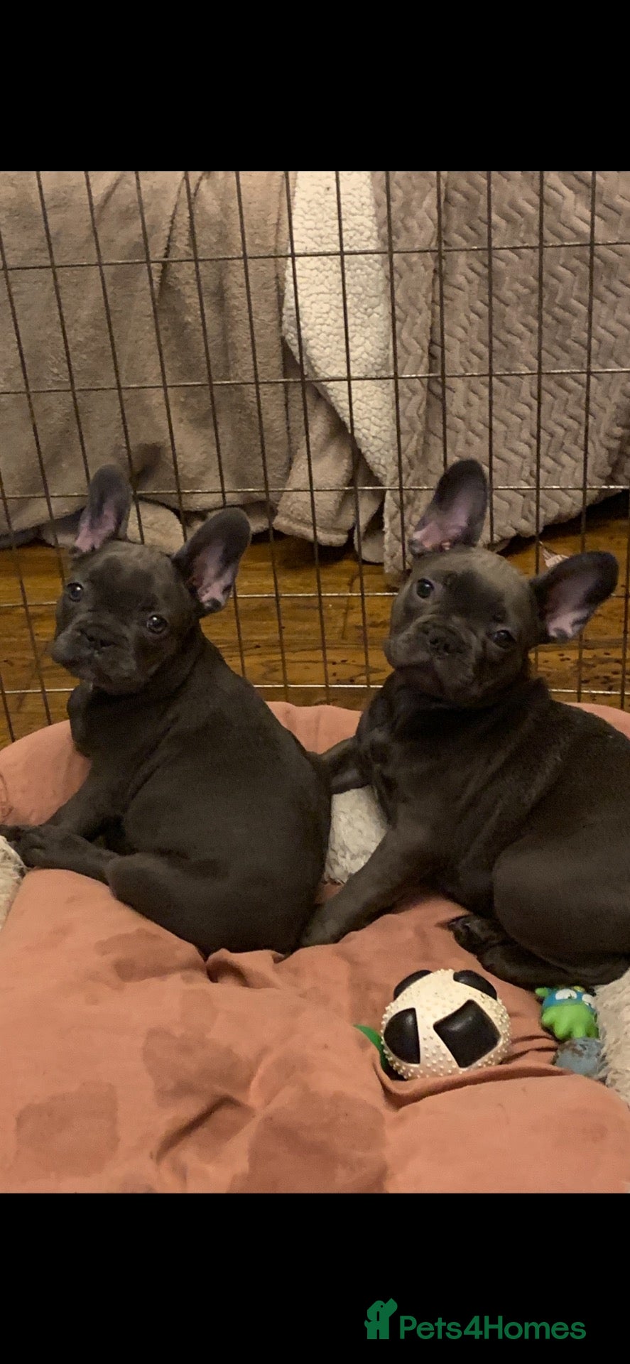 French Bulldog dogs QUALITY KC FRENCH BULLDOG PUPPIES  - Advert 1