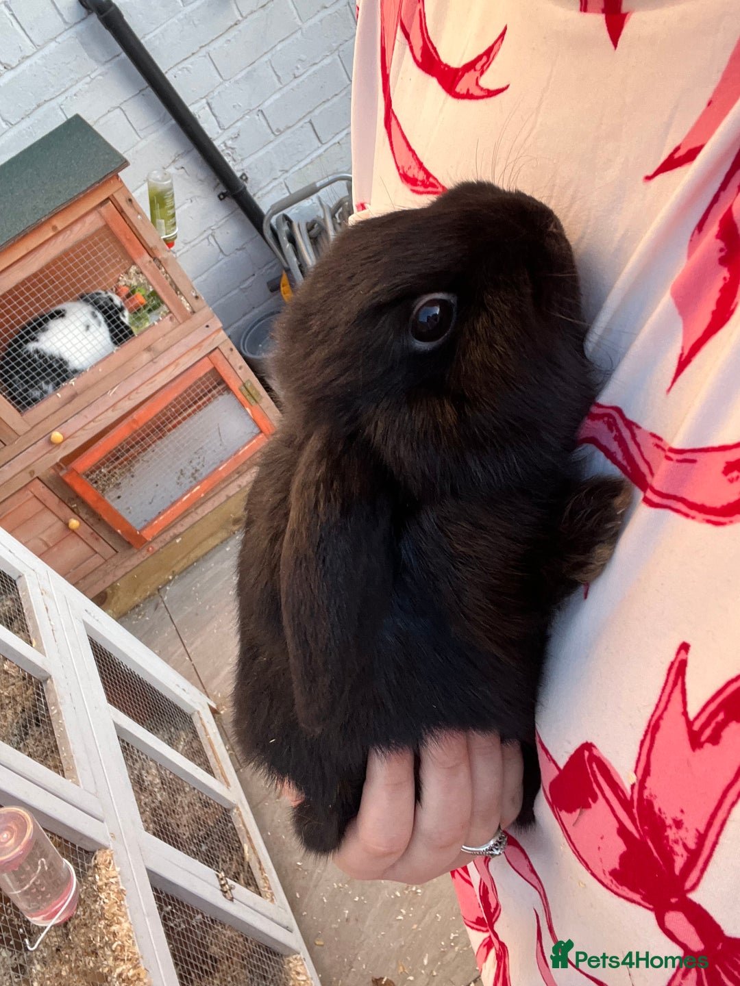 Mini Lop rabbits for sale: Mini lops for sale  - Advert 2
