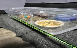 Gerbil rodents for sale: Two baby fully tame female gerbils+ cage and toys  - Image 4