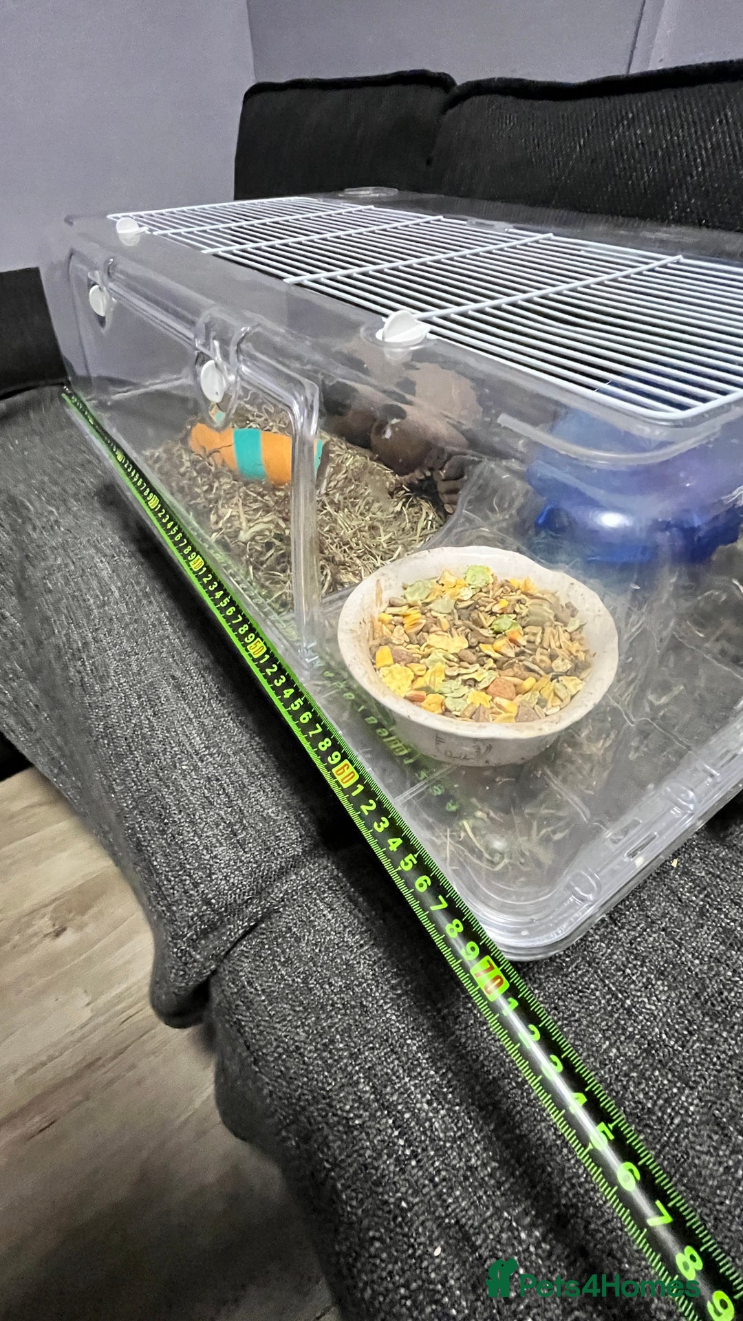 Gerbil rodents for sale: Two baby fully tame female gerbils+ cage and toys  - Image 4