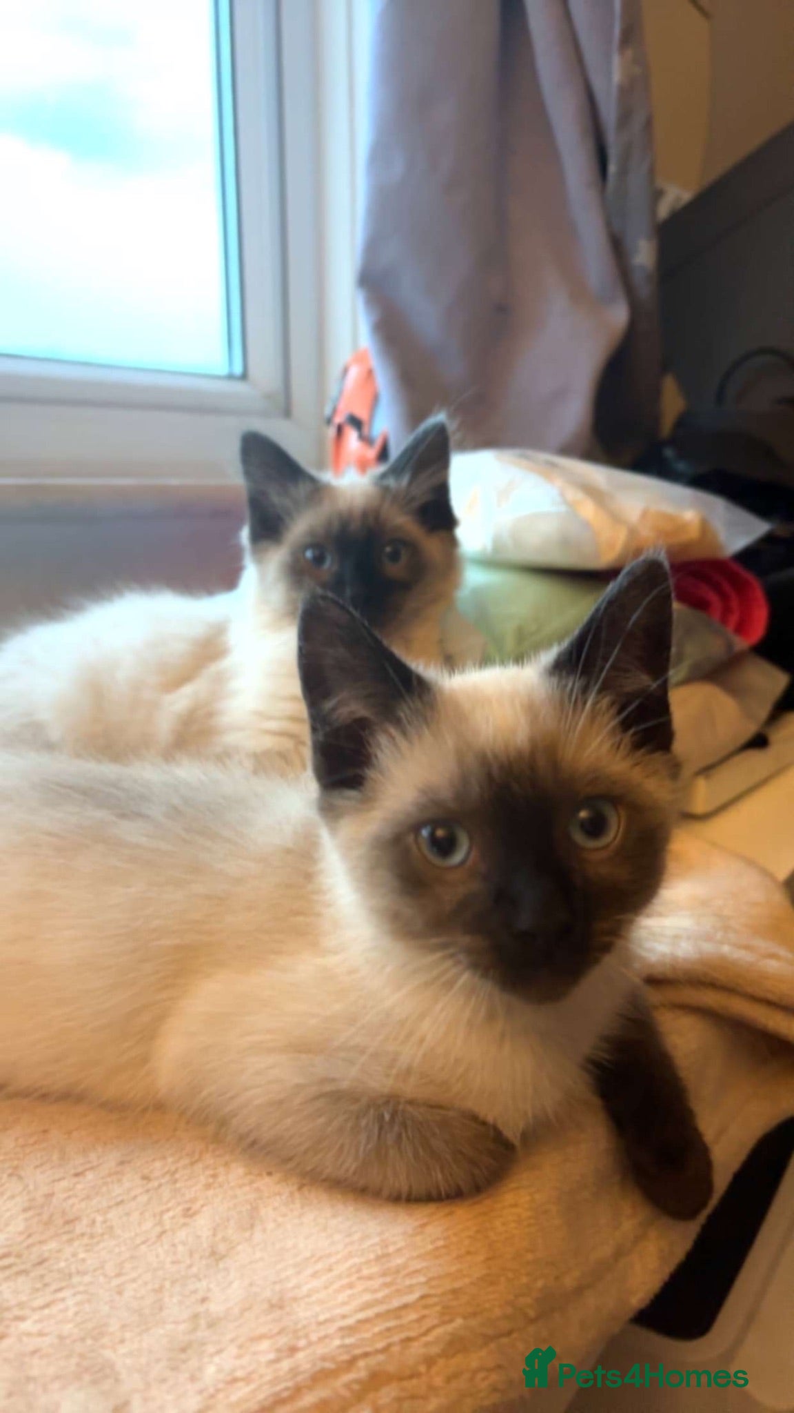 Ragdoll cats 2 Ragdoll boys ready to leave NOW - Advert 2