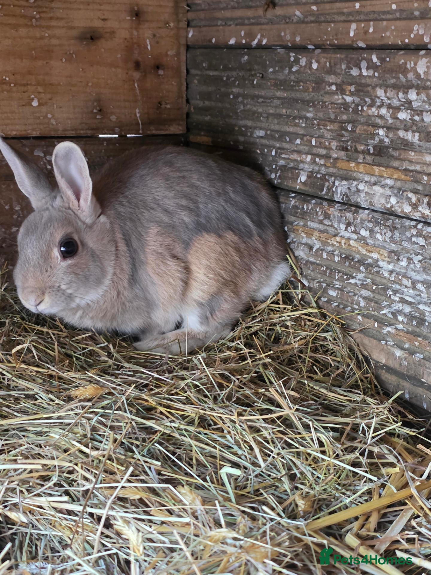 Mixed Breed rabbits Bunnies - Advert 4