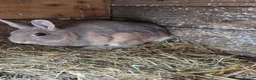 Mixed Breed rabbits for sale: Bunnies in Boldon Colliery - Advert 1