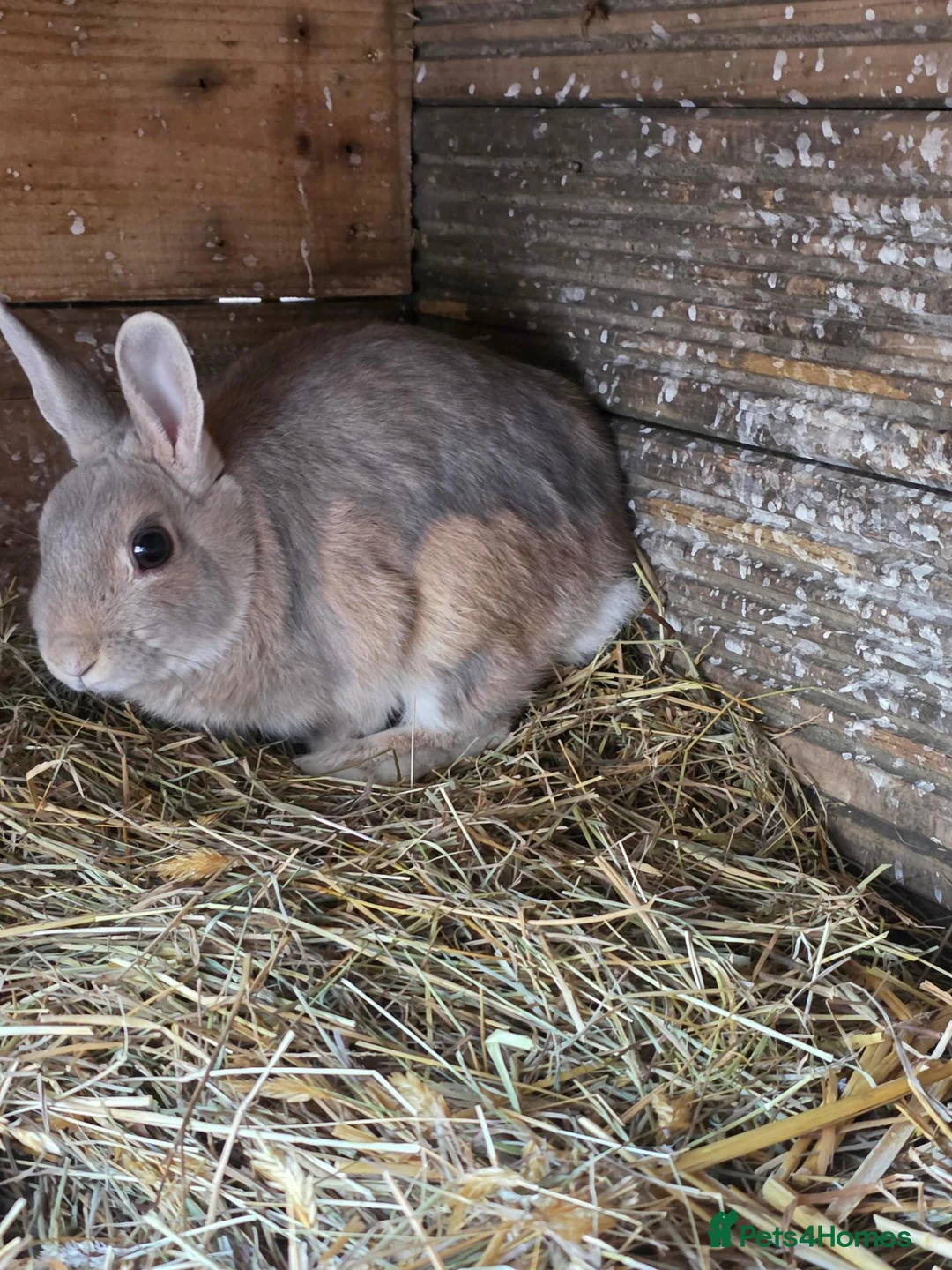 Mixed Breed rabbits for sale: Bunnies in Boldon Colliery - Advert 1