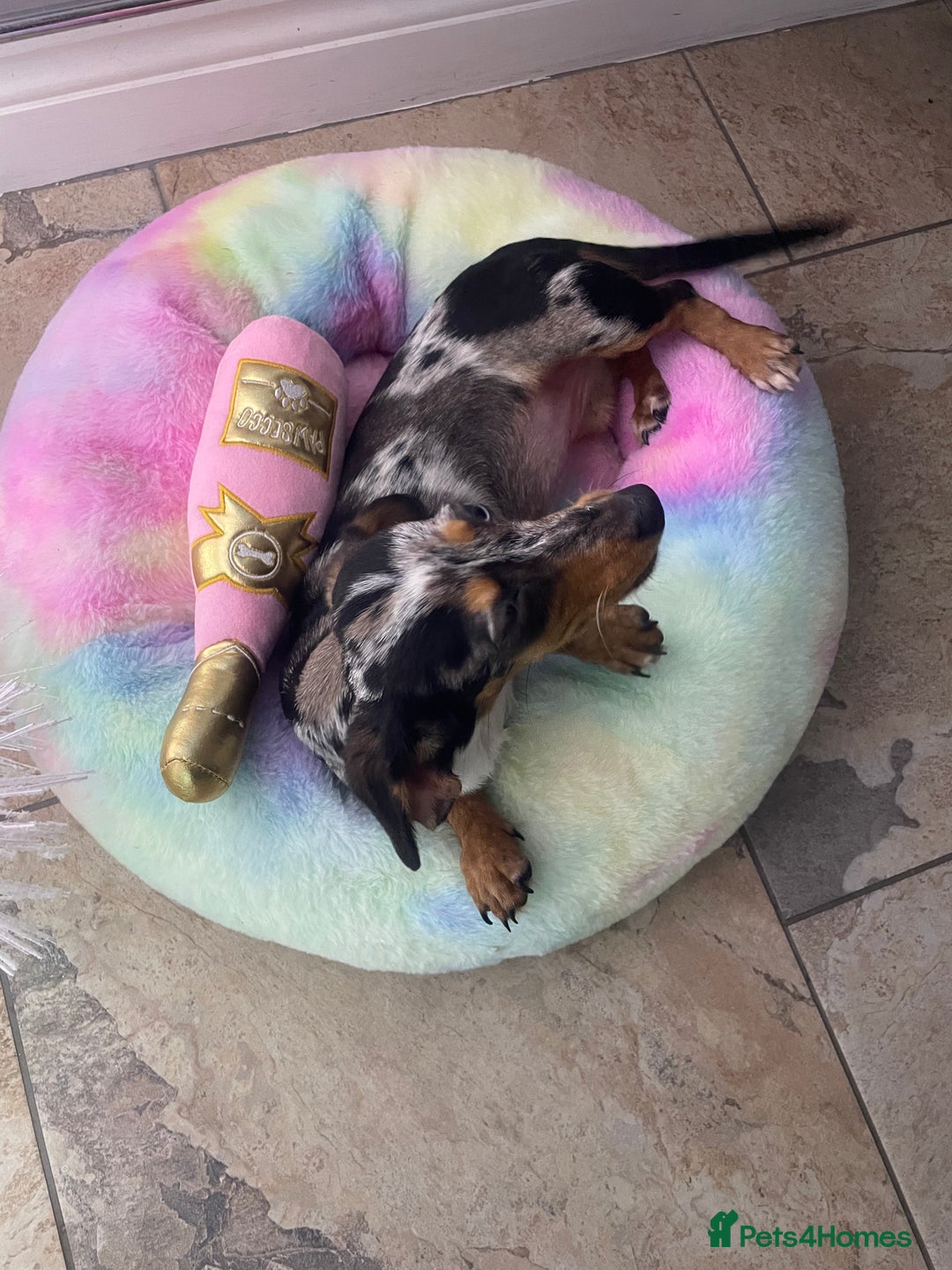 Miniature Dachshund dogs for sale: Beautiful 2 Blue Eyed Dapple Adult Female  - Image 9