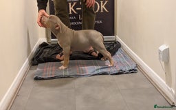 American Bully dogs for sale: GrCh Big Bounty x TIKTOK litter - Image 22