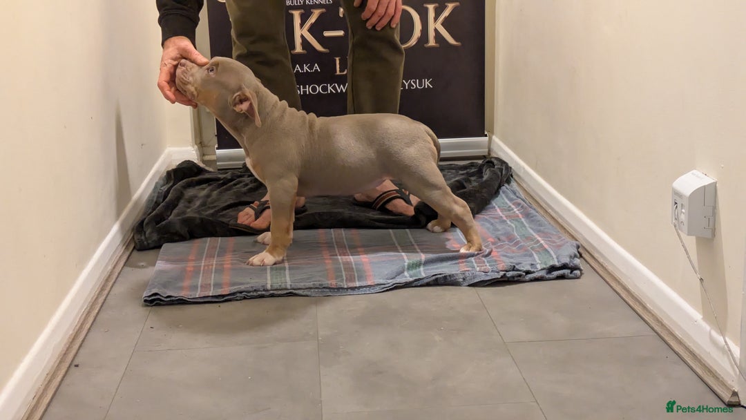 American Bully dogs for sale: GrCh Big Bounty x TIKTOK litter - Image 22