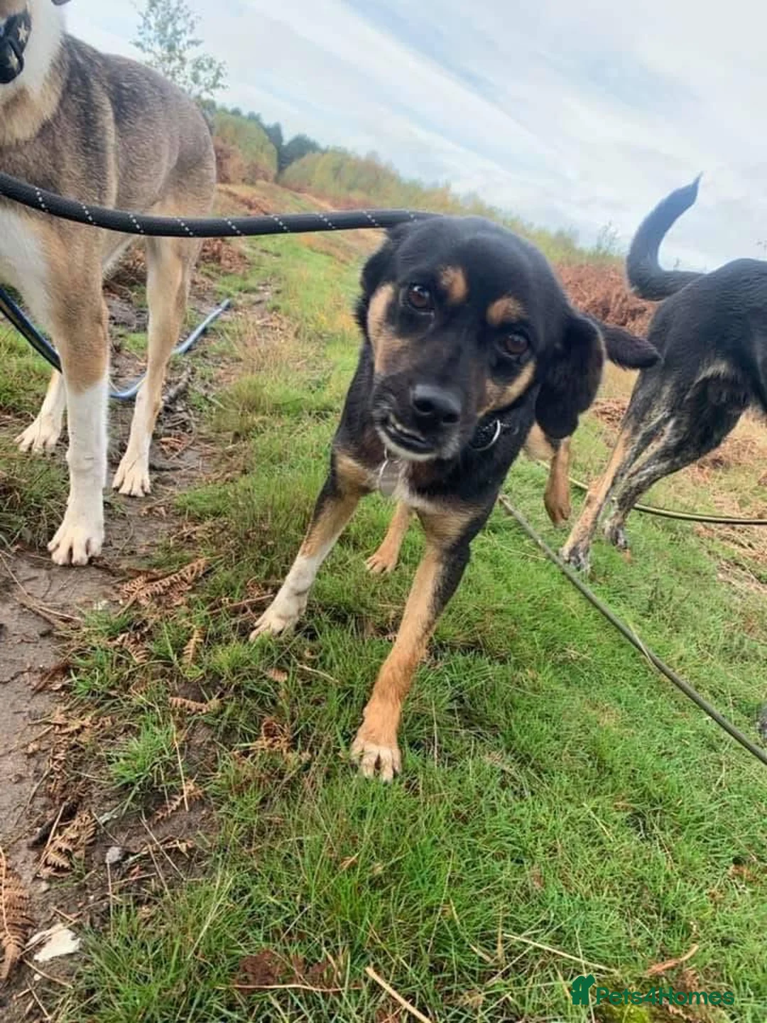Mixed Breed dogs for adoption: Paddy - Norwich Norfolk  - Advert 6