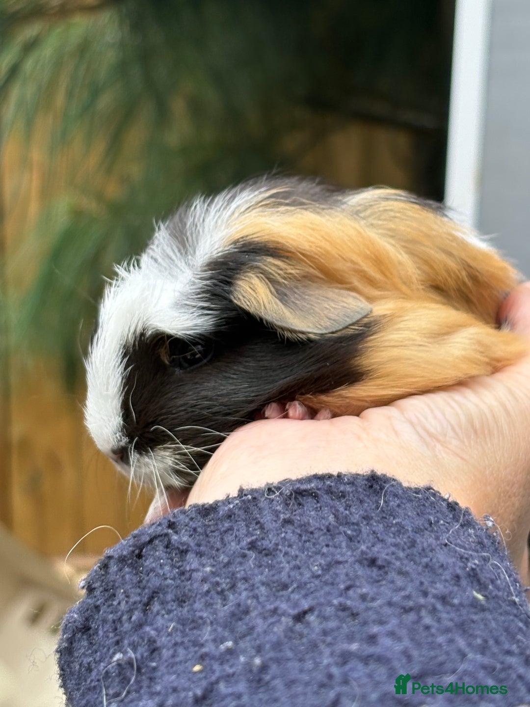 Guinea Pig rodents for sale: Lovely piggies, sheltie, Rex and Peruvian  - Image 7