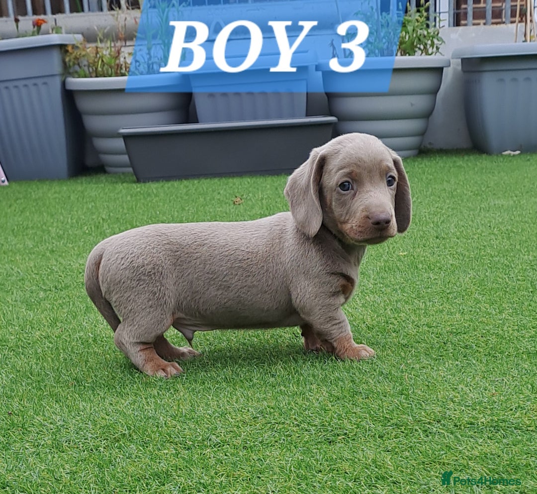 Miniature Dachshund dogs for sale: Miniature dachshund kc reg  - Image 2