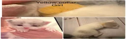Ragdoll cats for sale: VIEWING WELCOME 5 Ragdoll kittens 2 RESERVED - Advert 5