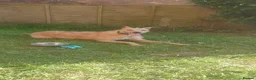 Lurcher dogs for sale: Loki, gorgeous lurcher in Leek - Advert 3