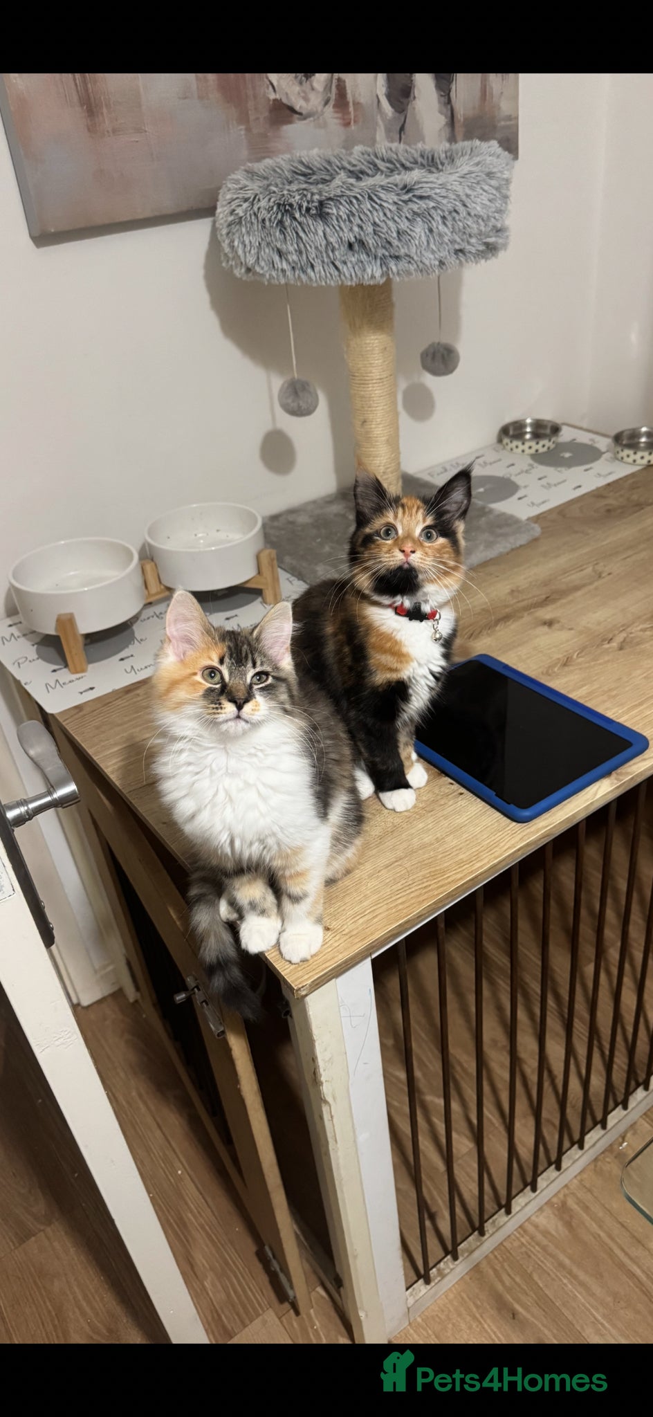 Domestic Shorthair cats 3 female cats for rehoming  - Advert 2