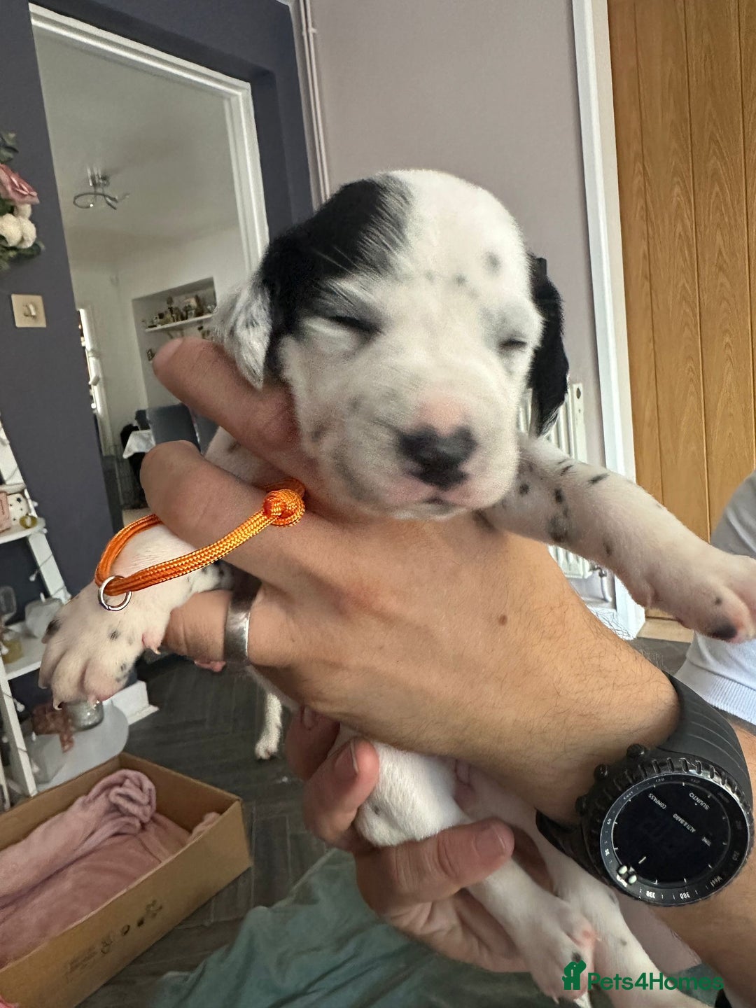 Mixed Breed dogs for sale: Springer Spaniel cross Dalmatian - Image 16