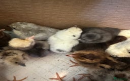 Chickens poultry for sale: Chicks silkie polish pekin hybrids pure breeds  - Image 5