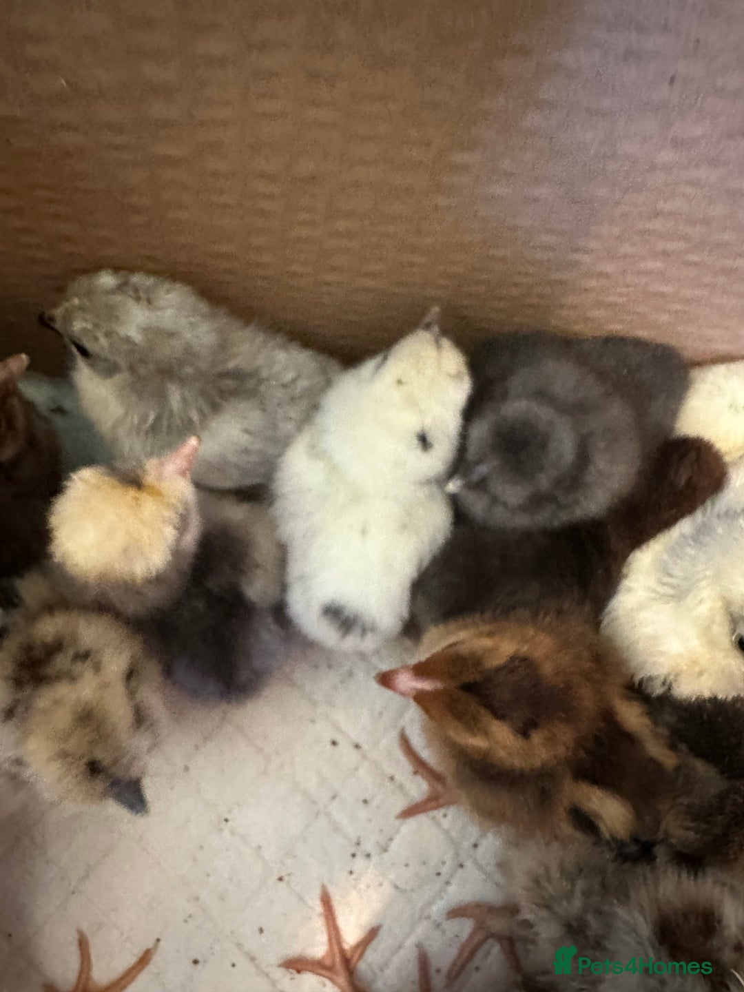 Chickens poultry for sale: Chicks silkie polish pekin hybrids pure breeds  - Image 5