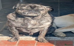 Pug dogs for sale: 7 year old 5th gen neutered brindle pug - Image 2