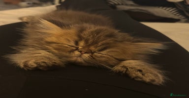 Persian cats - Advert 7