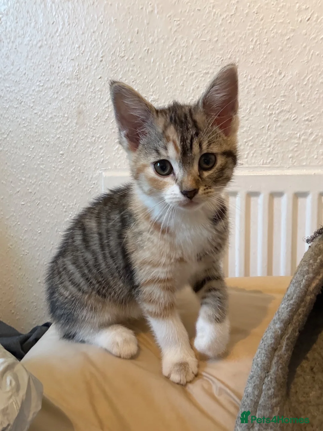 Mixed Breed cats for sale: Mixed tabby female kitten  in Sheffield - Advert 2