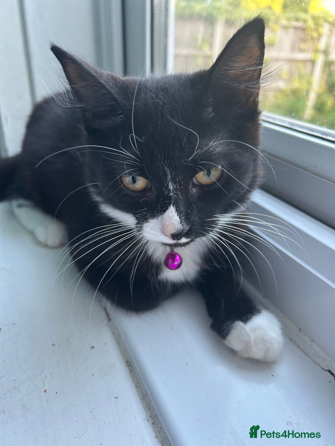 Mixed Breed cats for sale: Female kitten looking for home - Image 8