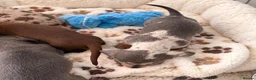 Miniature Dachshund dogs for sale: Stunning Litter - K.C Registered in Bishop's Stortford - Advert 7